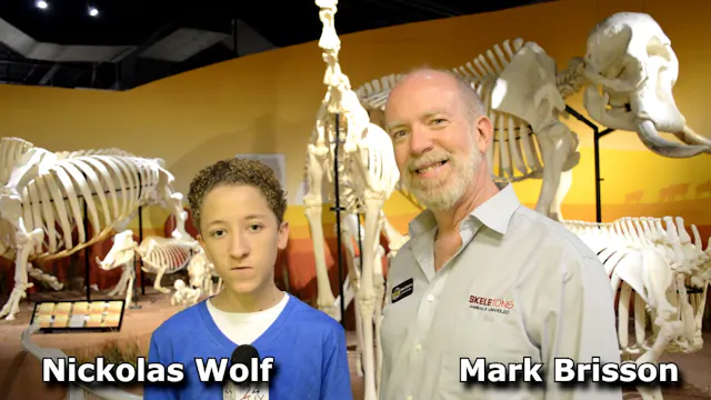 Skeletons Animals Unveiled with Mark ...