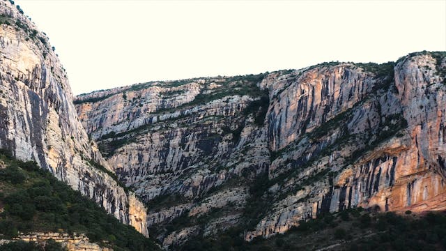 L'oli de la vall