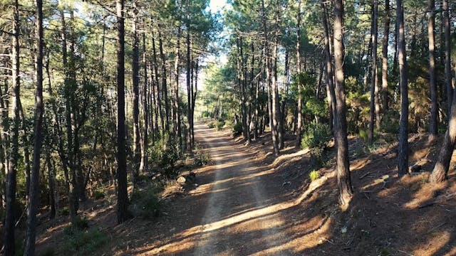 4.3- La nova colonitzacio del bosc