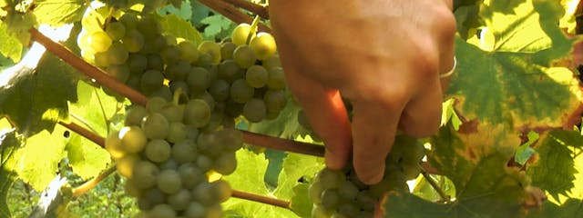 Gust de terra, gust de vi