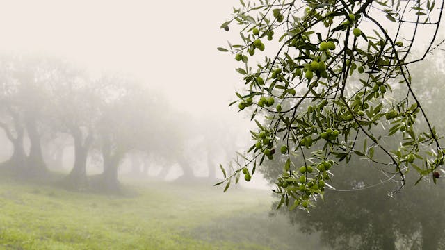 L'oli de la vall