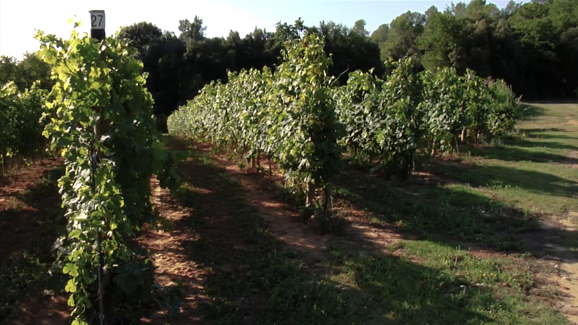 Tràiler "Gust de terra, gust de vi" - 2025