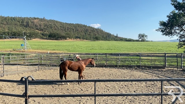 Double Rafter C: Bay Filly Day 5