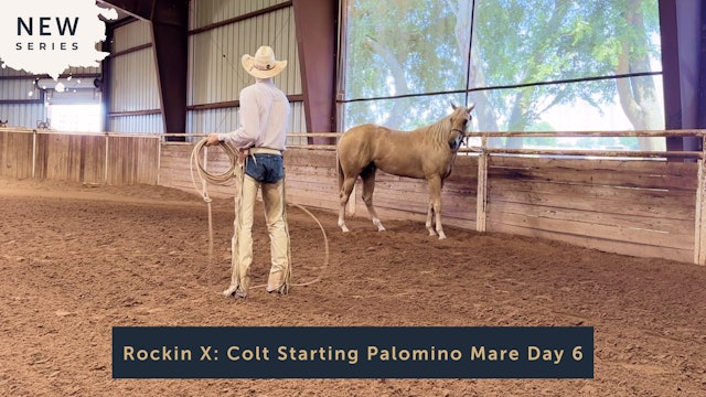 Rockin X: Colt Starting Palomino Mare Day 6