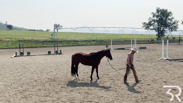 Double Rafter C: Bay Filly Day 8