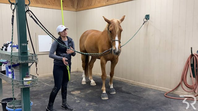 How to Properly Wash your Horse