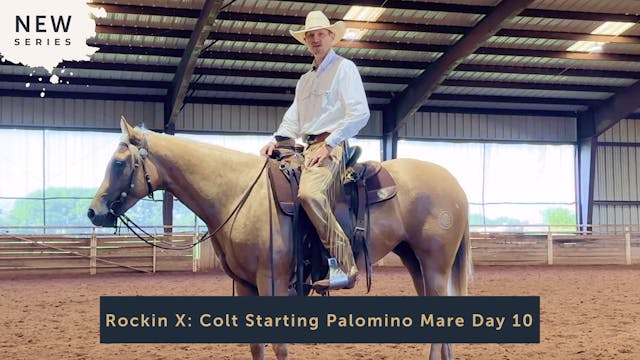 Rockin X: Colt Starting Palomino Mare...