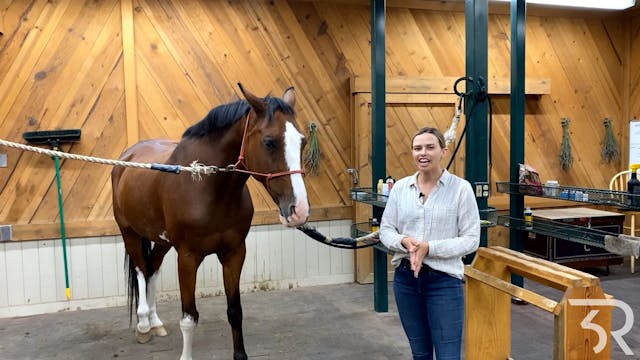 Horse Management: Grooming