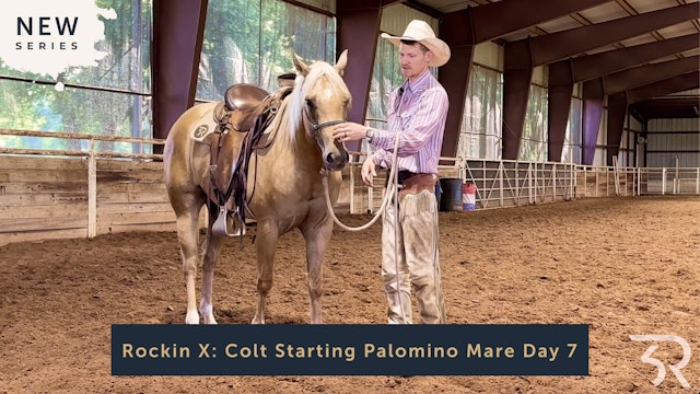 Rockin X: Colt Starting Palomino Mare Day 7