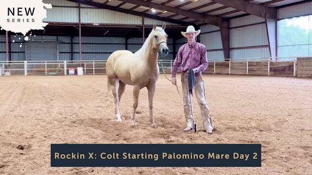 Rockin X: Colt Starting Palomino Mare...