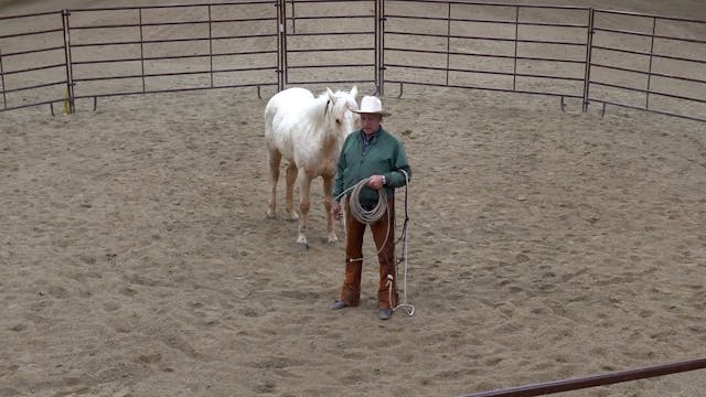How to correctly halter a horse with ...