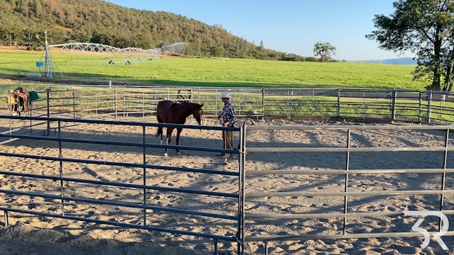 Double Rafter C: Bay Filly Day 3