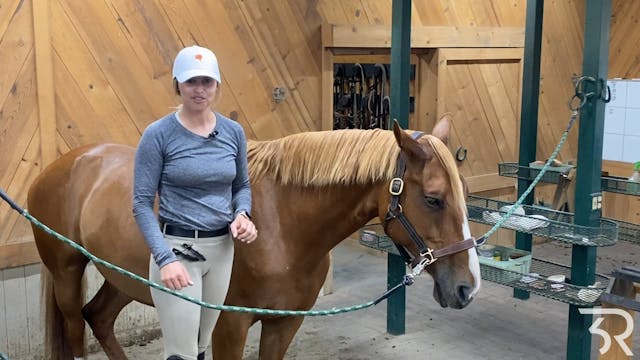 Basic Mane Management