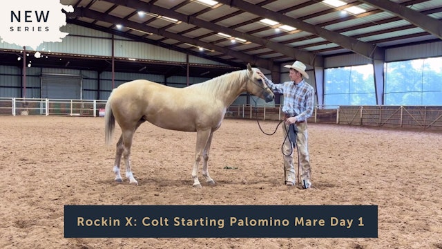 Rockin X: Colt Starting Palomino Mare Day 1