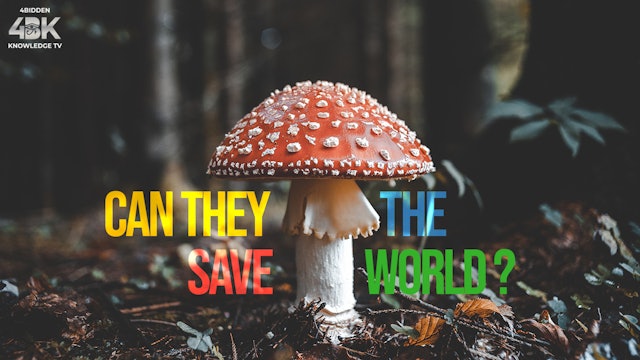 Medicinal and Magic Mushrooms  Can they Save the World ?