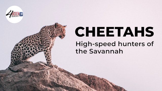 Cheetahs - High-speed hunters of the Savannah