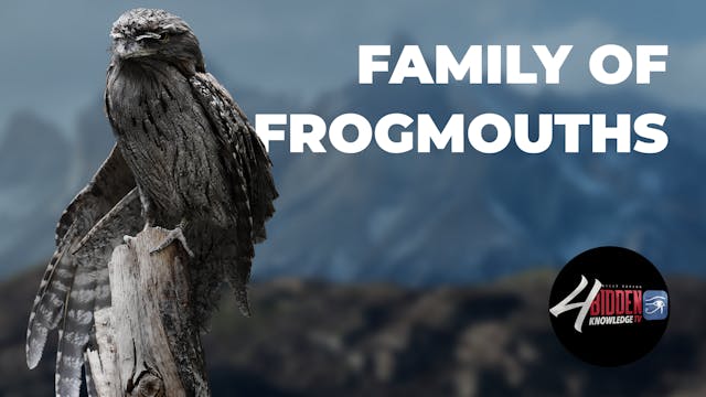 Family of Frogmouths