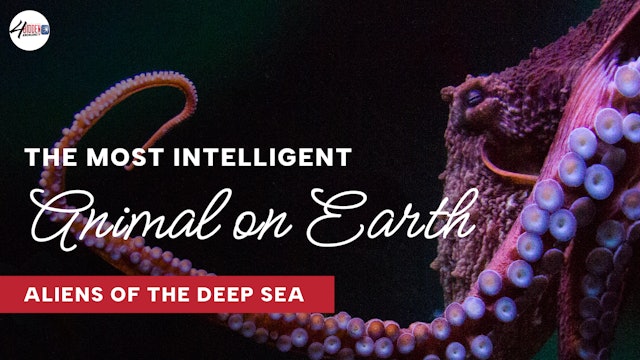 The Most Intelligent Animal on Earth  Aliens of the Deep Sea  
