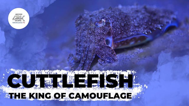 Cuttlefish - the King of Camouflage