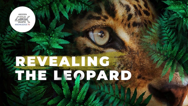 Revealing the Leopard   Nature Documentary HD