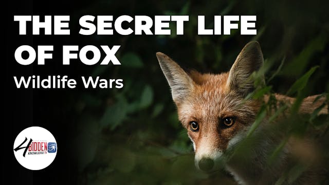 The Secret Life of Fox - Wildlife Wars 