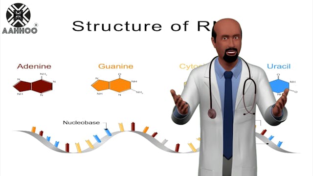 #17 ARN y ADN 4