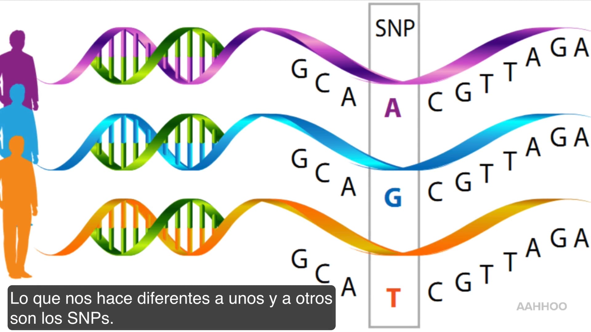 Genes y ADN (DNA)