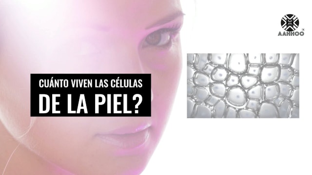 Piel-7 ¿Cuanto viven las células de la piel?