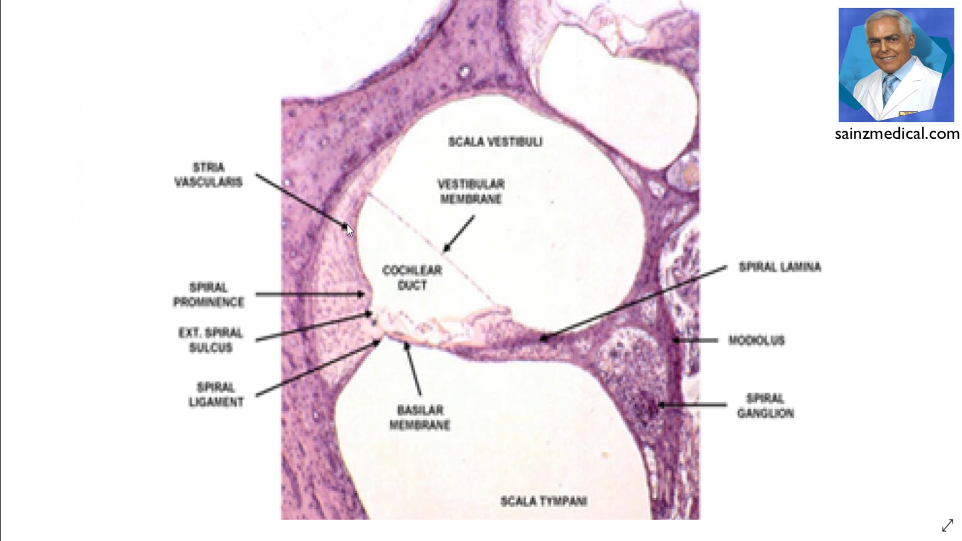 Preparacion para el USMLE Tema ejemplo Octavo Par Craneal