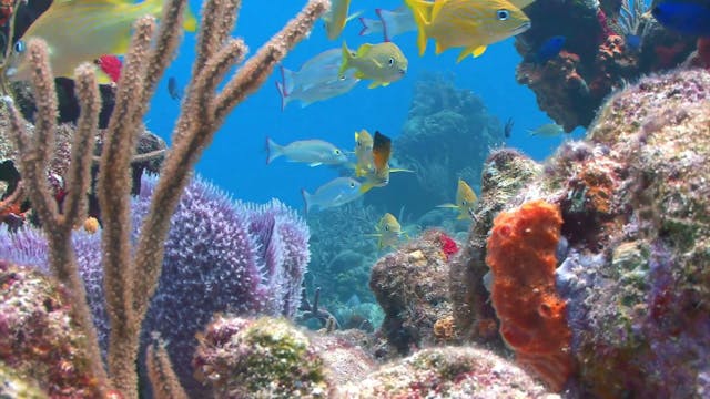 Meat, in the history of human species