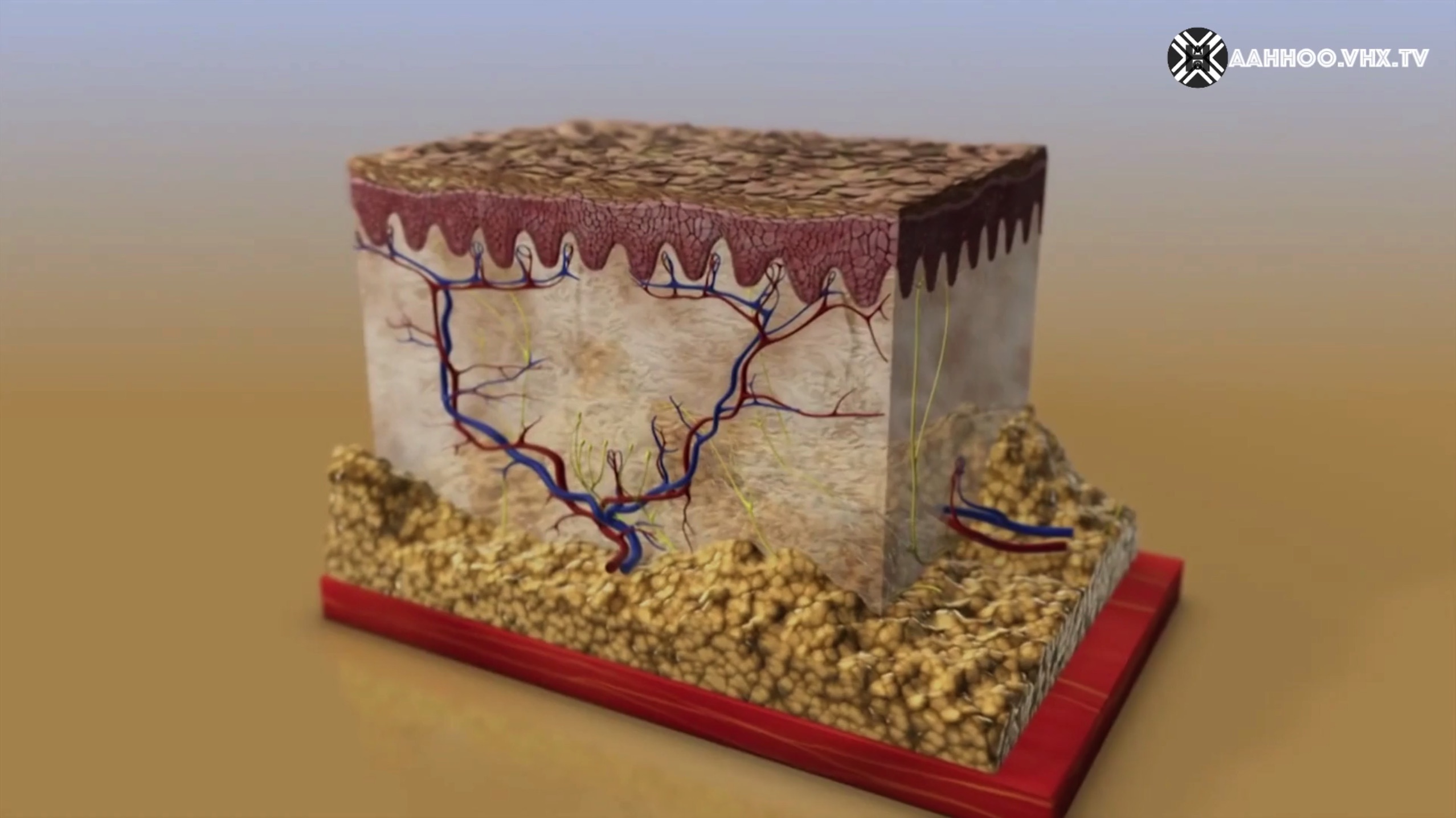 ENIGMAS OF VITILIGO First question