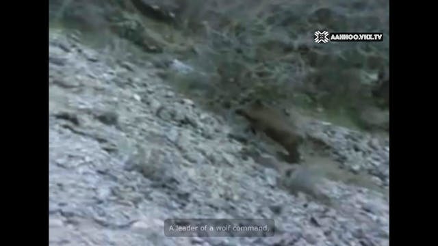 La astucia supera la fuerza