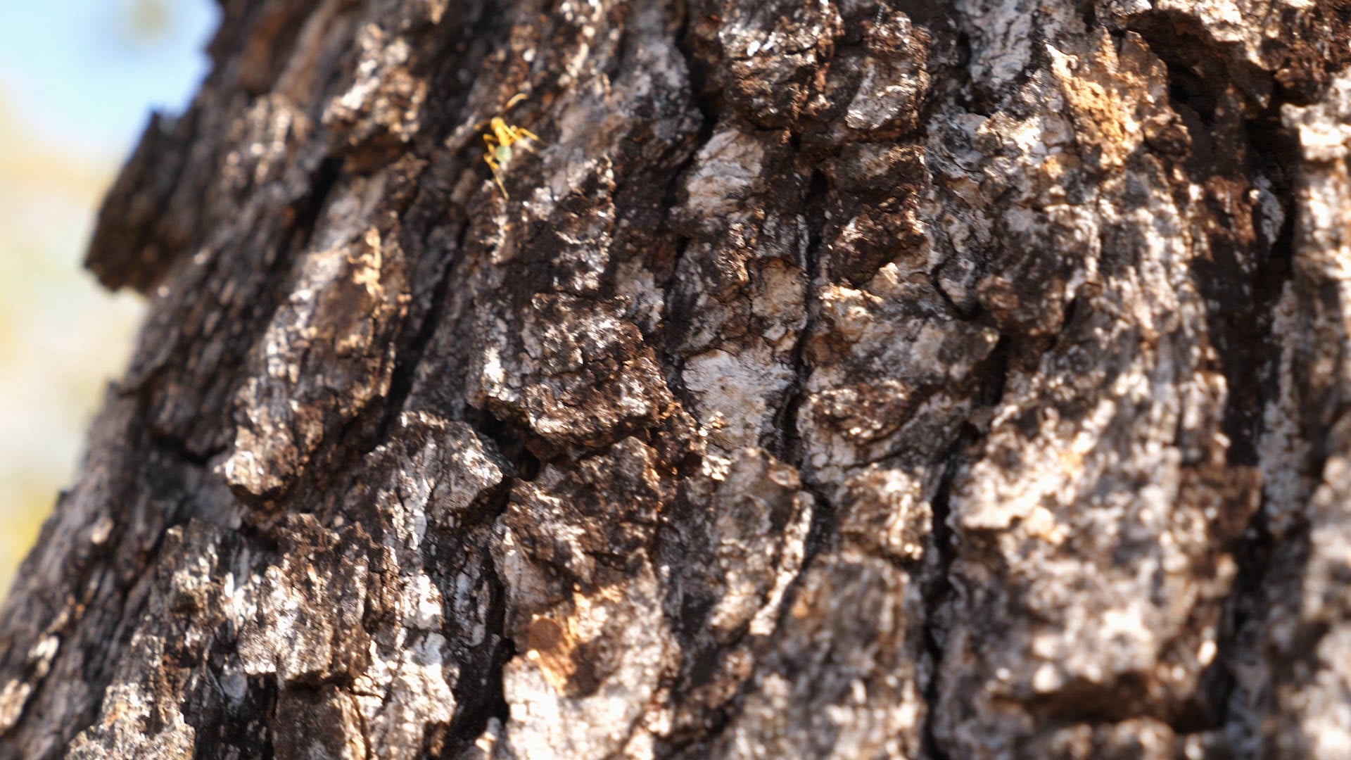 09. Never Give Up On Your Dream