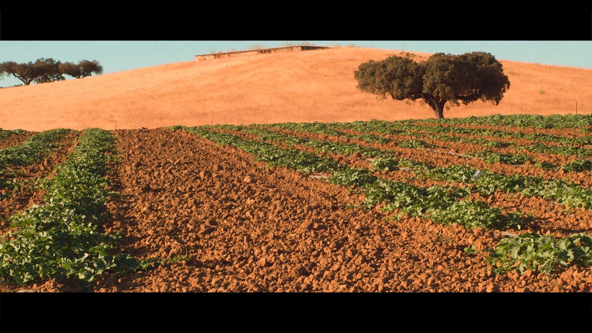 Late  Afternoon in Alentejo 
