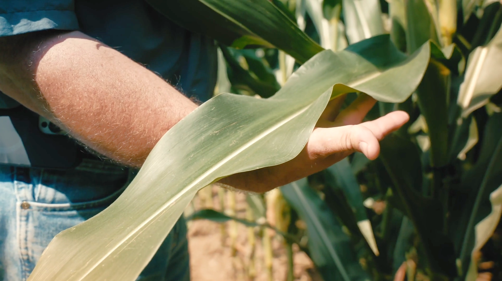 Nutrient Know-How: Copper is a Natural Defender | XtremeAg