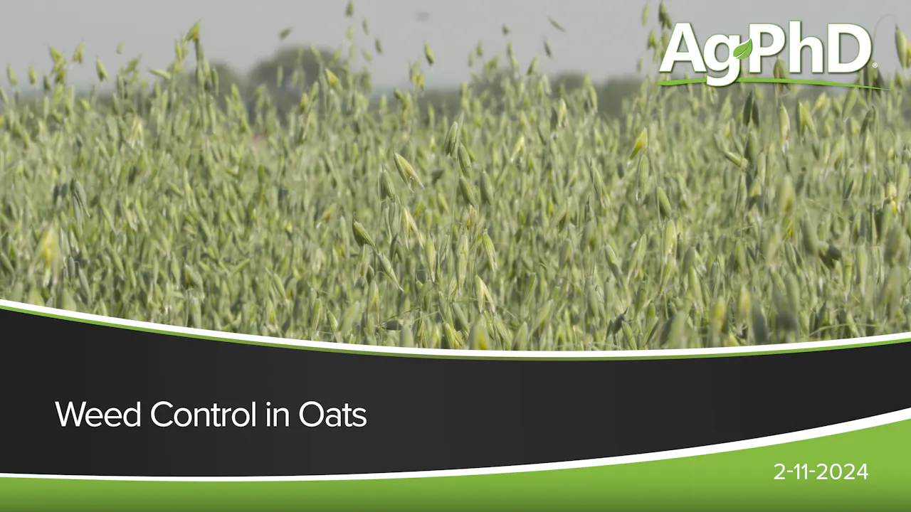 Weed Control in Oats | Ag PhD - 2024 - AcresTV