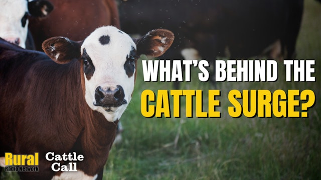Higher Cattle Push Prices Up | Cattle Call