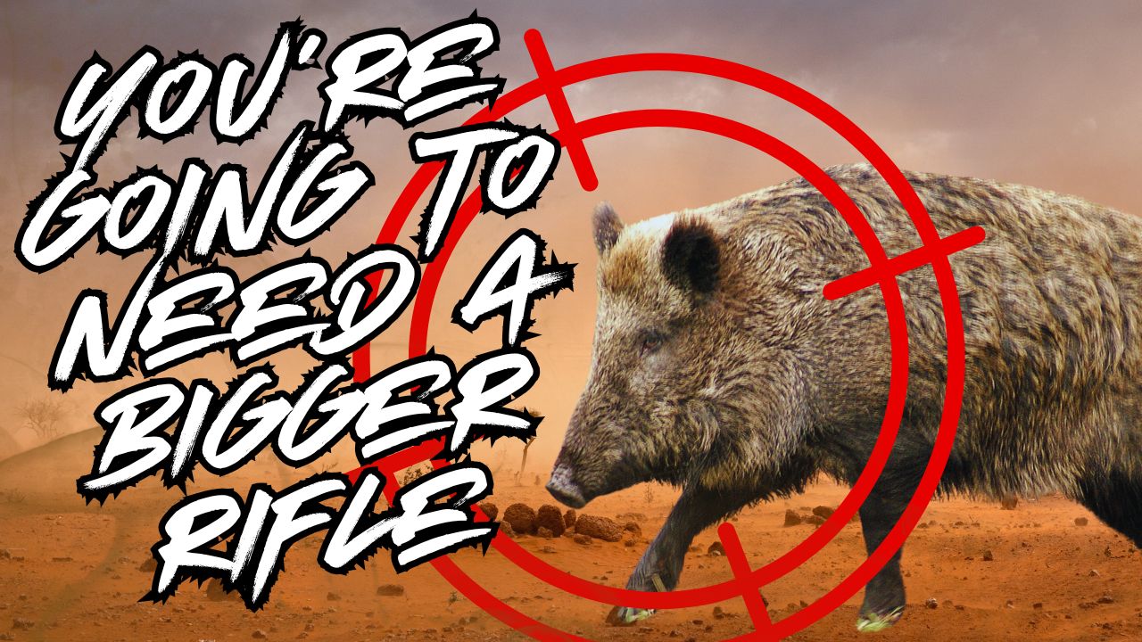 WAG in Focus! 03-07-25