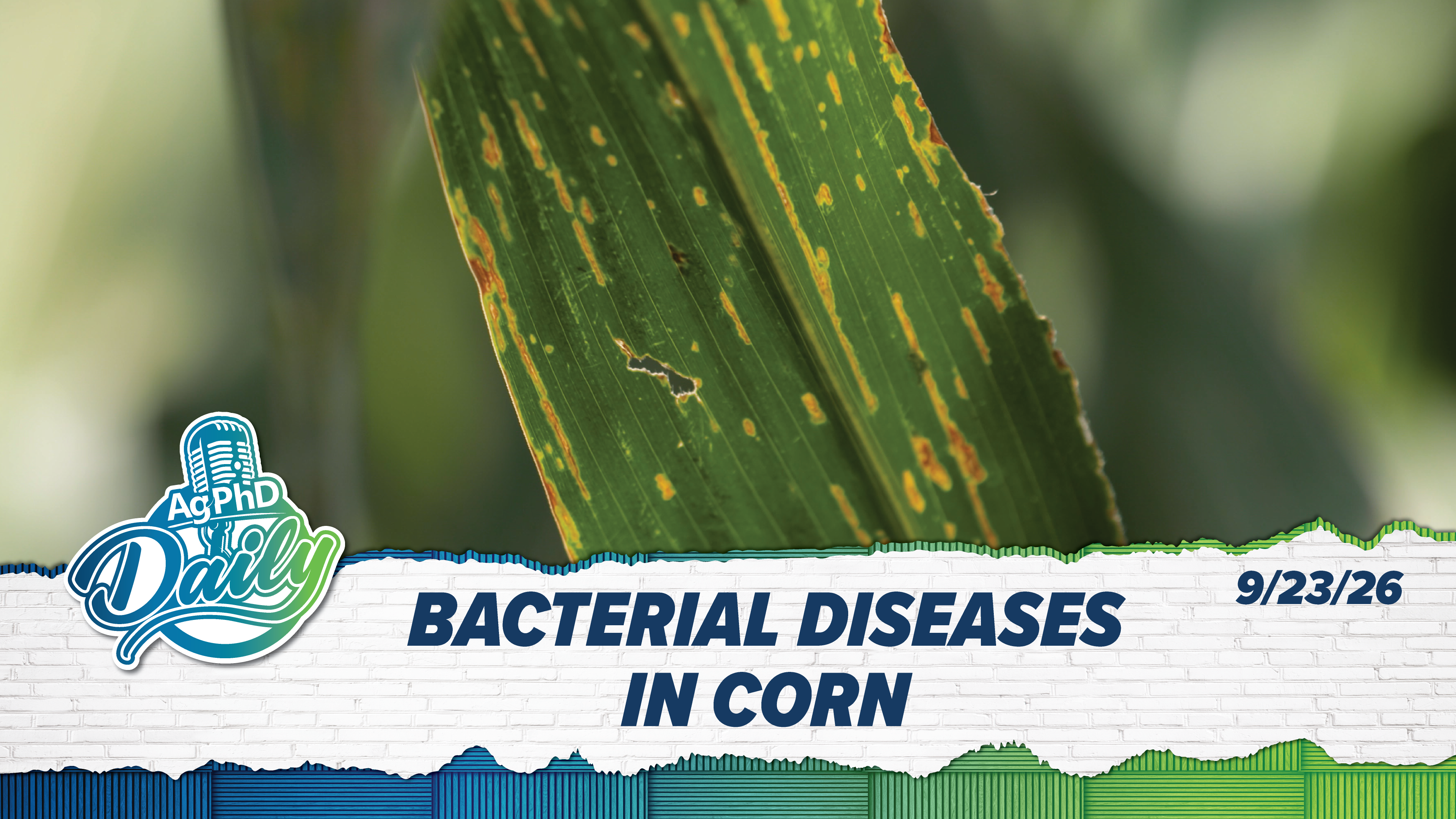 Bacterial Diseases in Corn | Ag PhD Daily | 09/23/26
