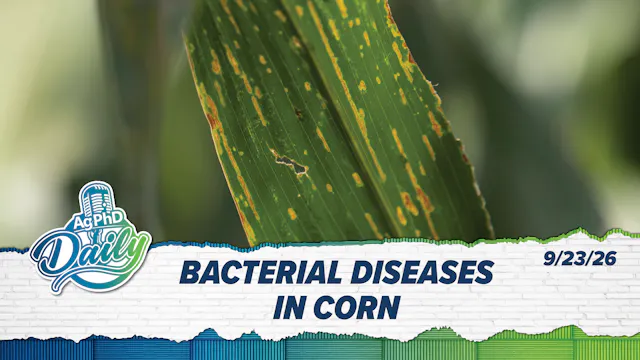 Bacterial Diseases in Corn | Ag PhD D...