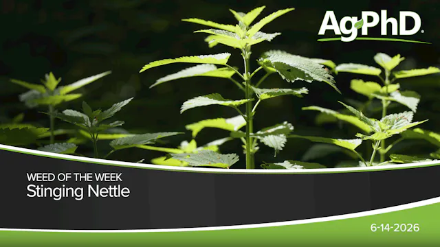 Stinging Nettle | Ag PhD