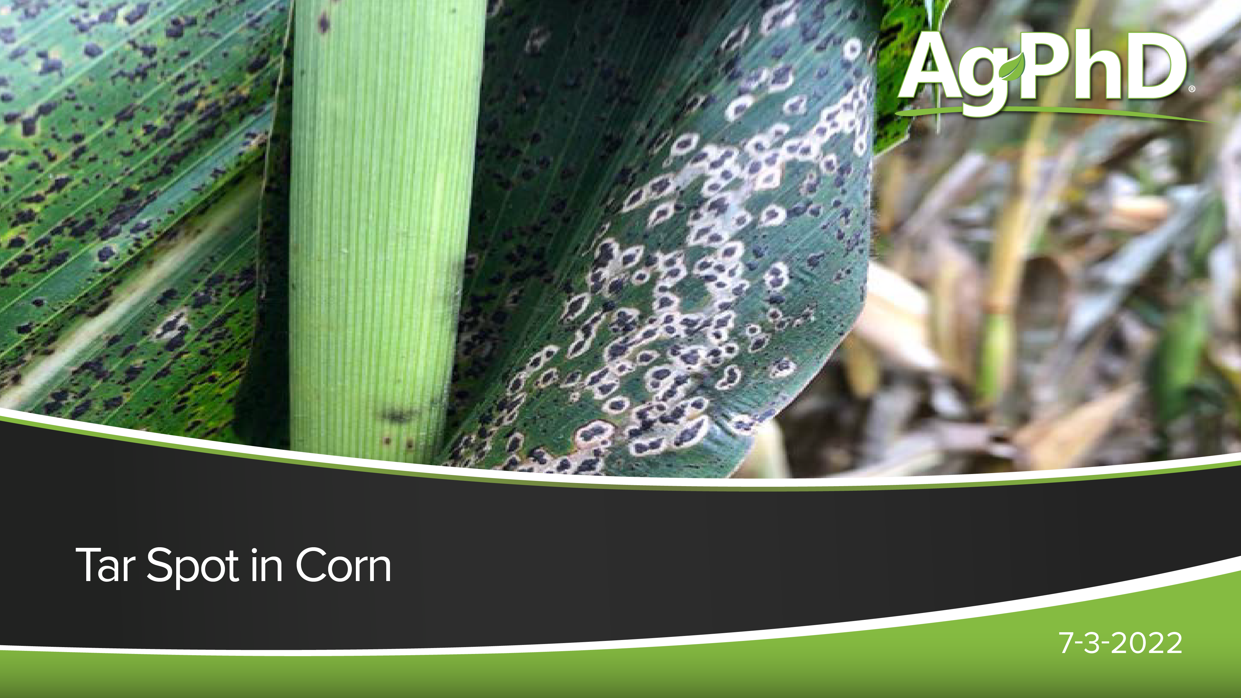 Tar Spot in Corn | Ag PhD