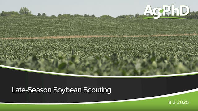 Late-Season Soybean Scouting | Ag PhD