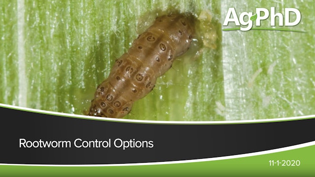 Rootworm Control Options