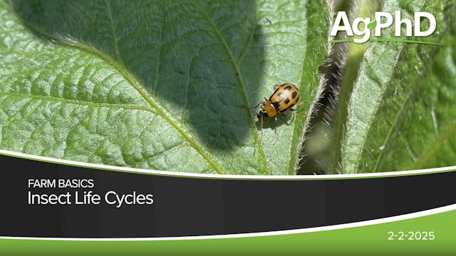 Insect Life Cycles | Ag PhD