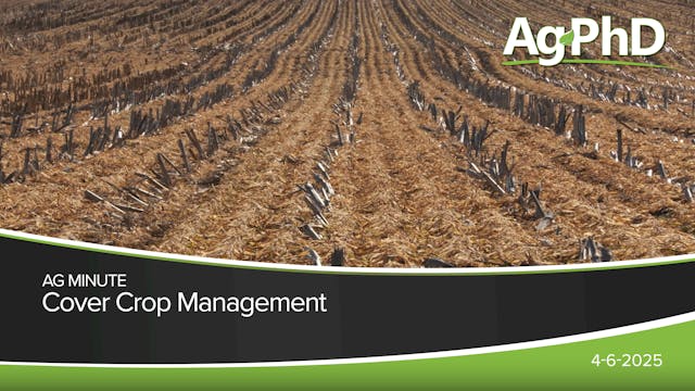 Cover Crop Management | Ag PhD