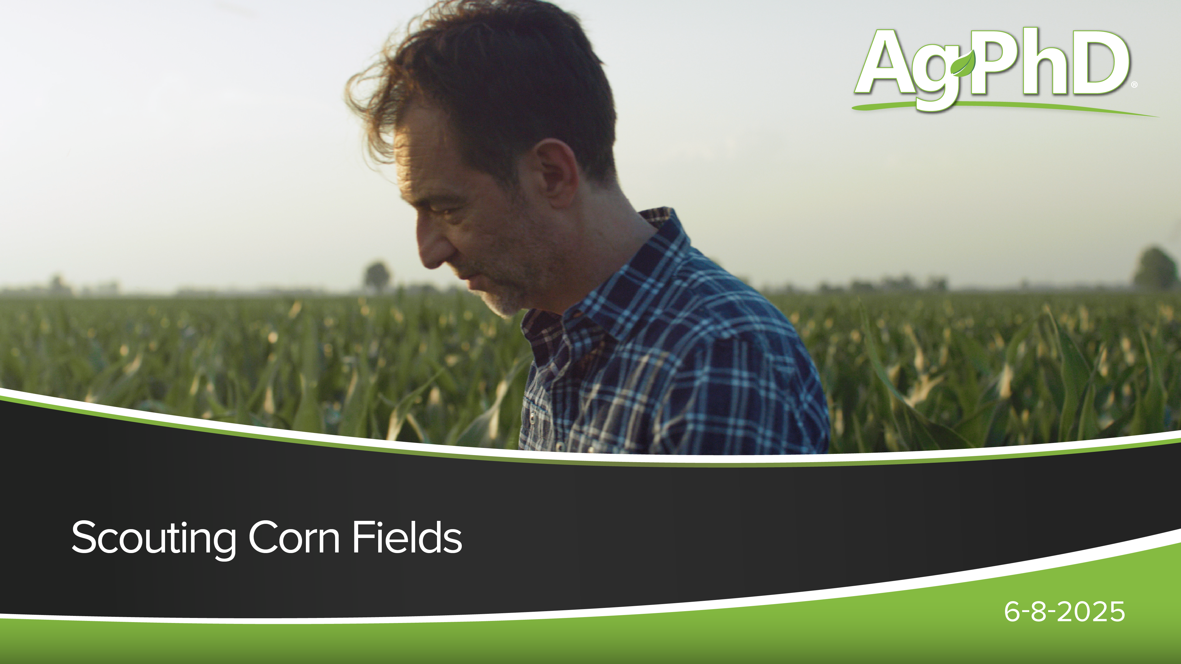 Scouting Corn Fields | Ag PhD