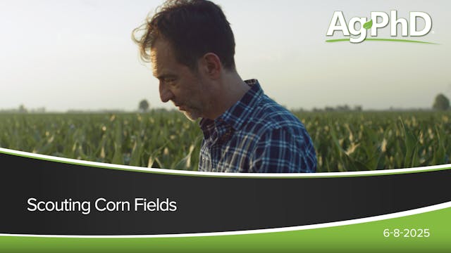 Scouting Corn Fields | Ag PhD