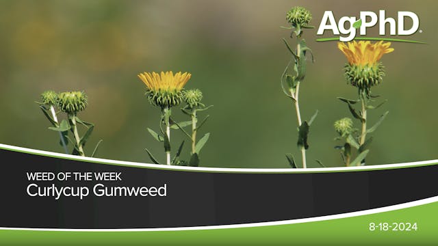 Curlycup Gumweed | Ag PhD