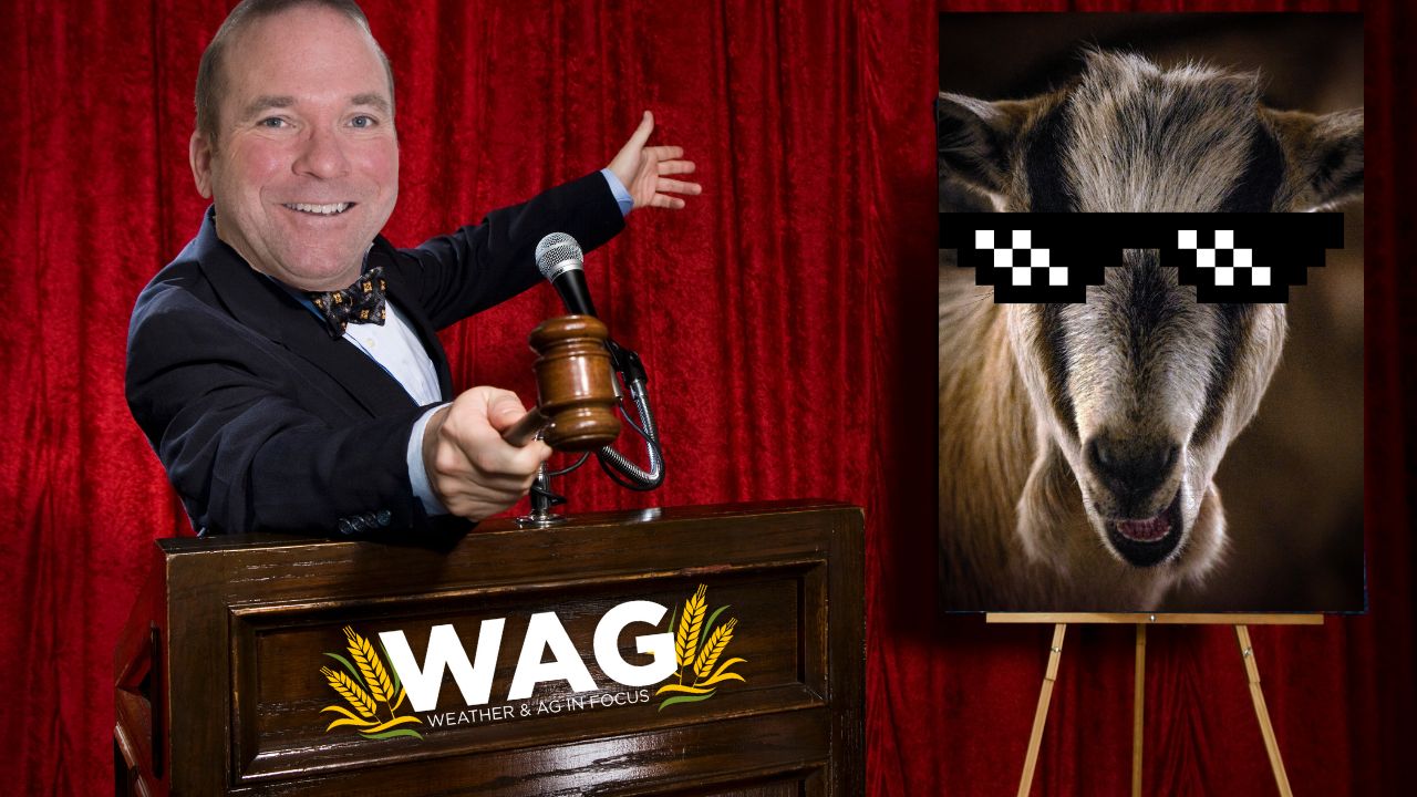 Whimsically Weird Wednesday Part 2 | WAG In Focus 9/20/23